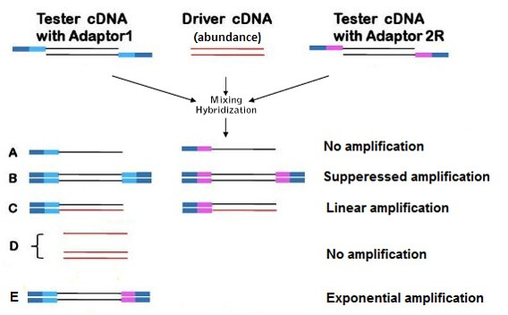 SSH cDNA Library Construction Service